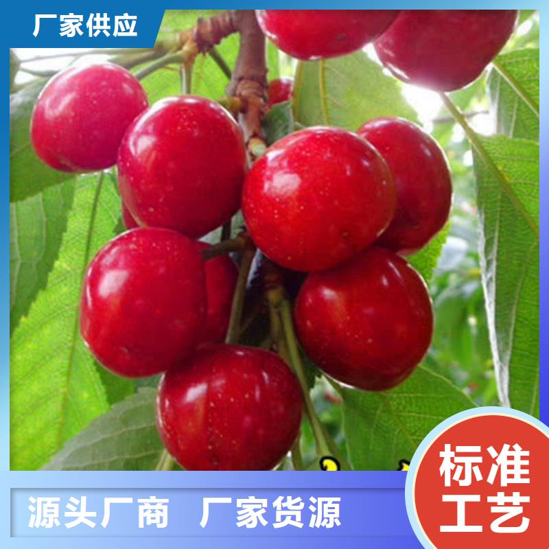 櫻桃-櫻桃苗閃電發(fā)貨