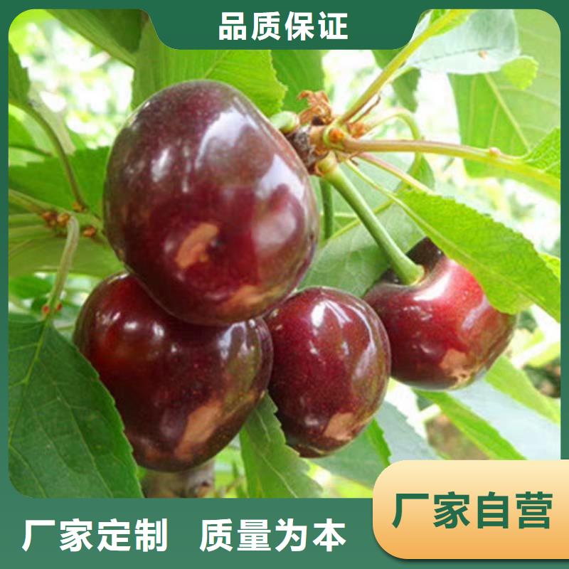 櫻桃【獼猴桃苗】好品質經得住考驗