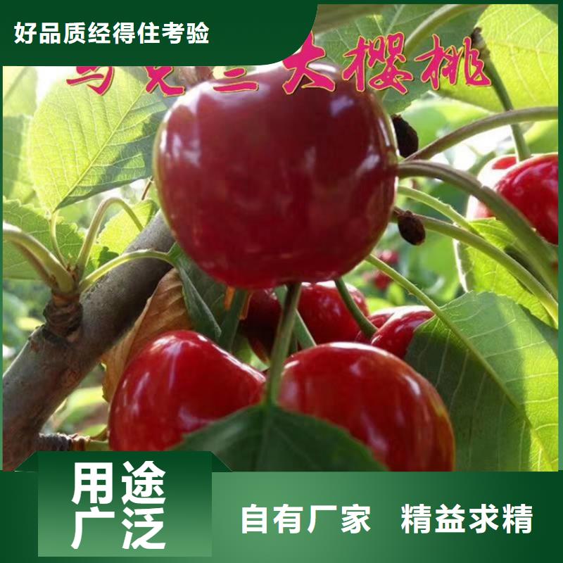 櫻桃西瓜苗老客戶鐘愛