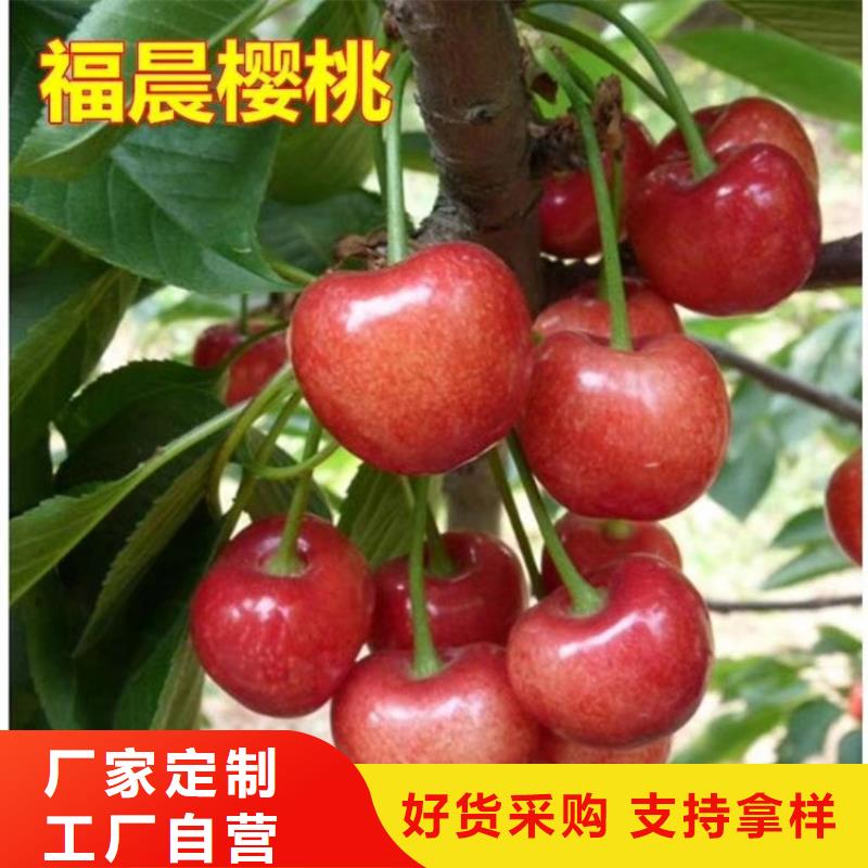 櫻桃-櫻桃苗閃電發(fā)貨