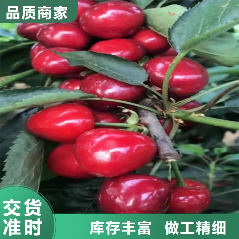 櫻桃【獼猴桃苗】好品質(zhì)經(jīng)得住考驗(yàn)