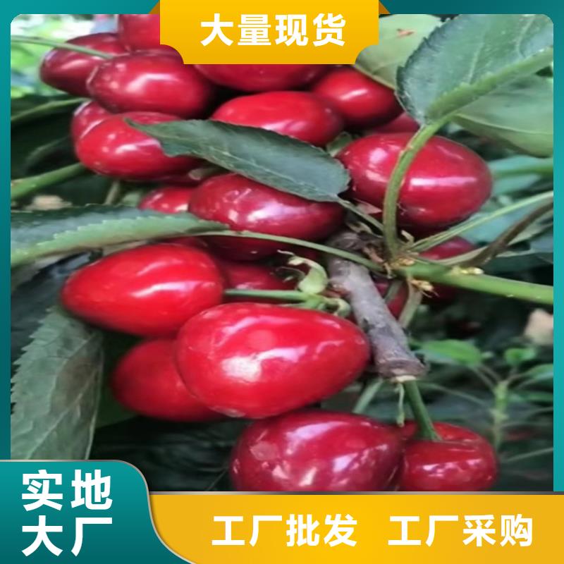 櫻桃_【藍莓苗】實拍展現