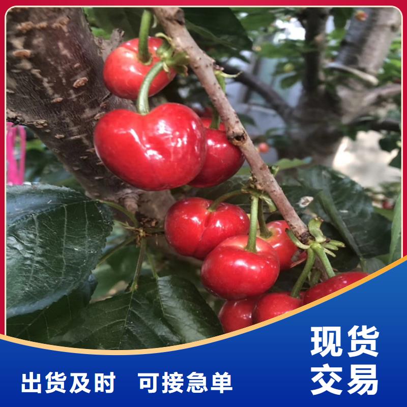 櫻桃葡萄苗一站式采購方便省心
