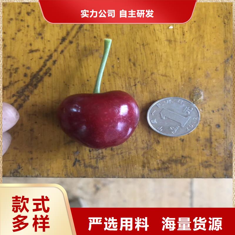 【櫻桃西瓜苗生產(chǎn)安裝】