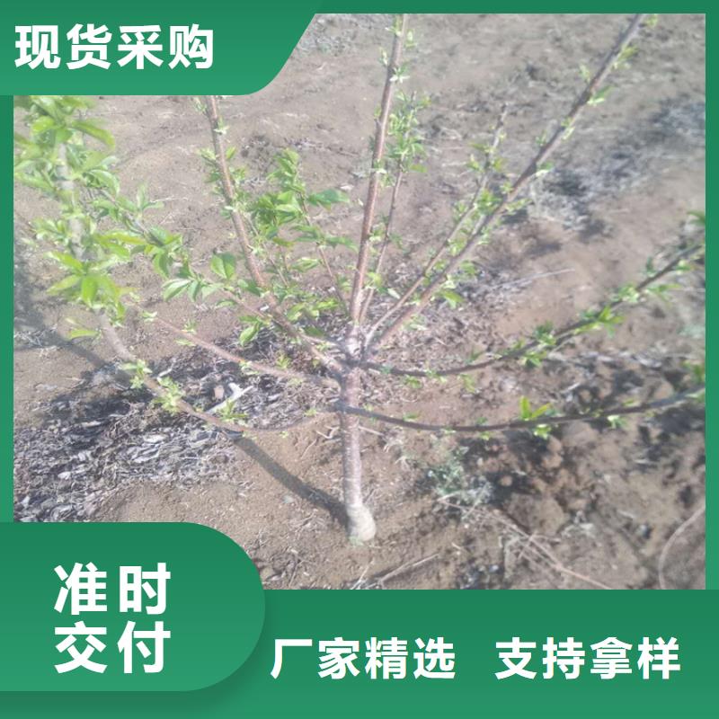 櫻桃蘋果苗可零售可批發