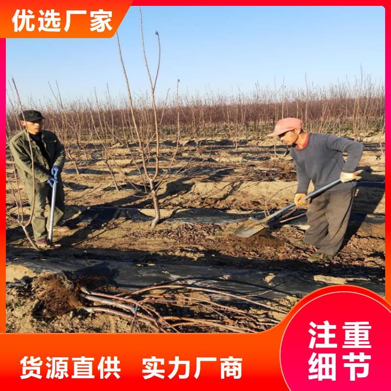 櫻桃【獼猴桃苗】好品質(zhì)經(jīng)得住考驗(yàn)