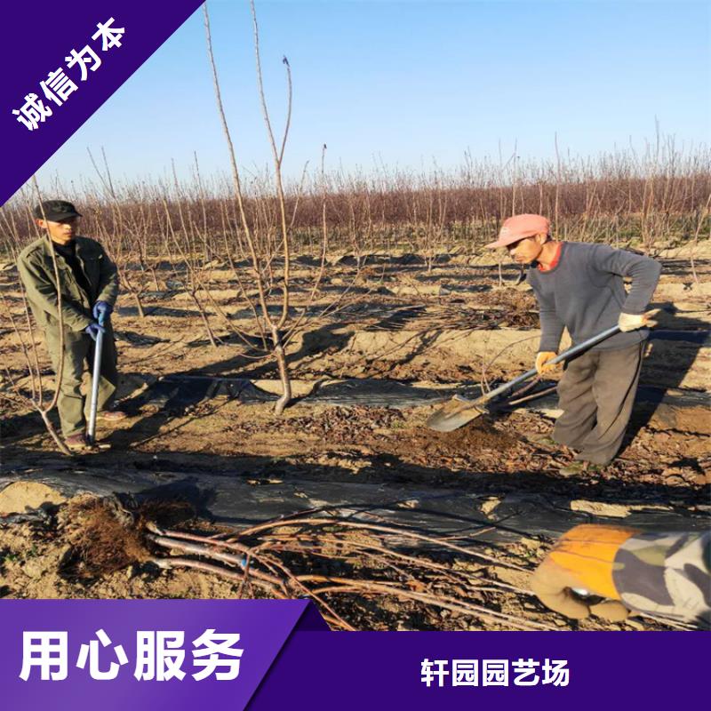櫻桃-櫻桃苗閃電發(fā)貨