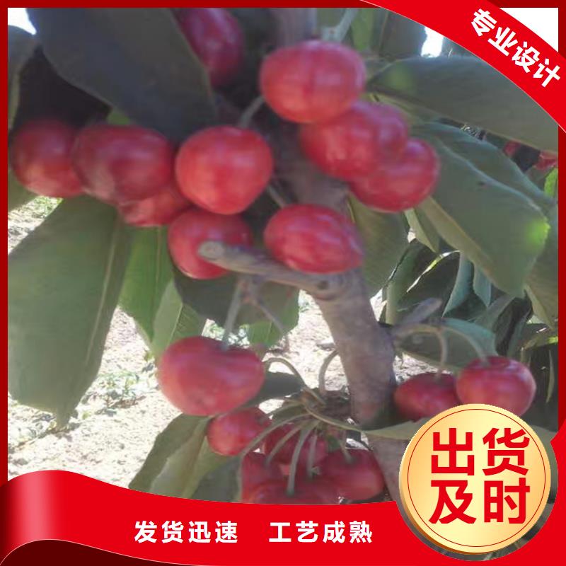 櫻桃【獼猴桃苗】好品質(zhì)經(jīng)得住考驗(yàn)