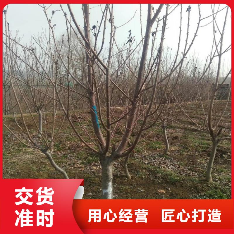 櫻桃葡萄苗一站式采購方便省心
