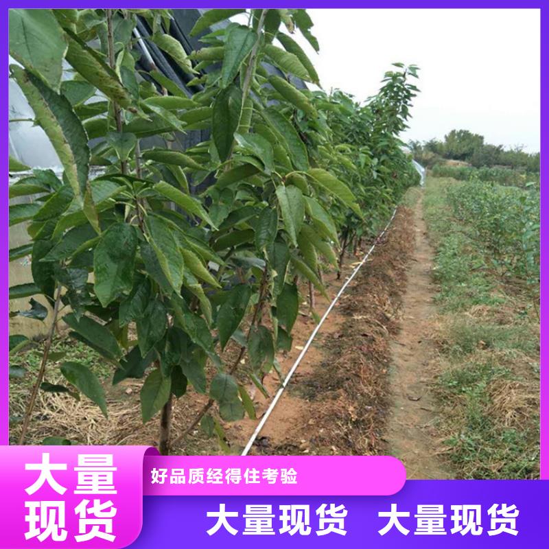櫻桃櫻桃苗型號全價格低