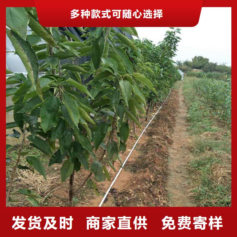 【櫻桃西瓜苗生產(chǎn)安裝】