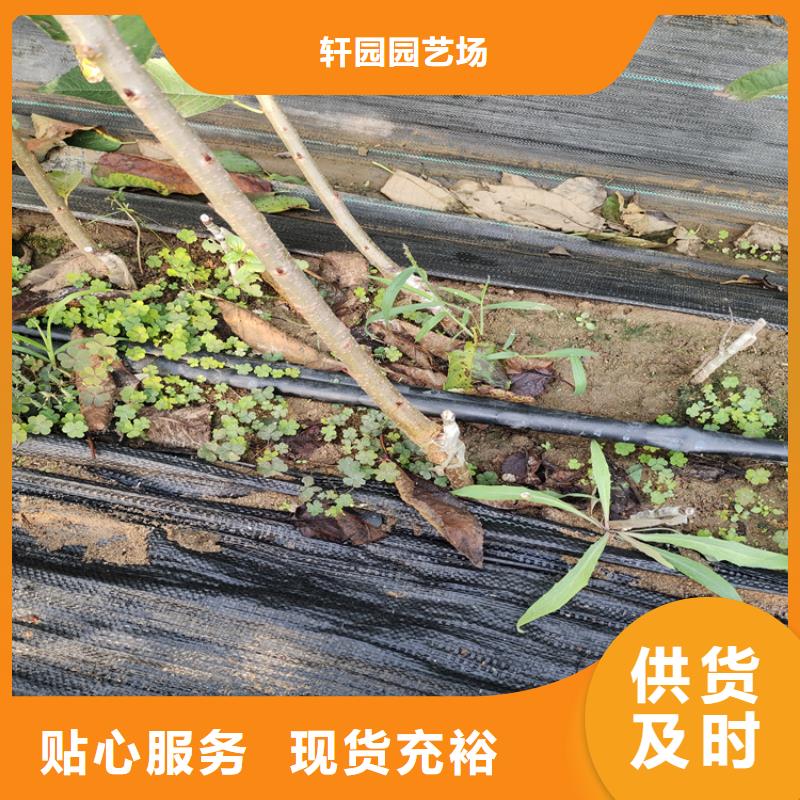櫻桃【獼猴桃苗】好品質經得住考驗