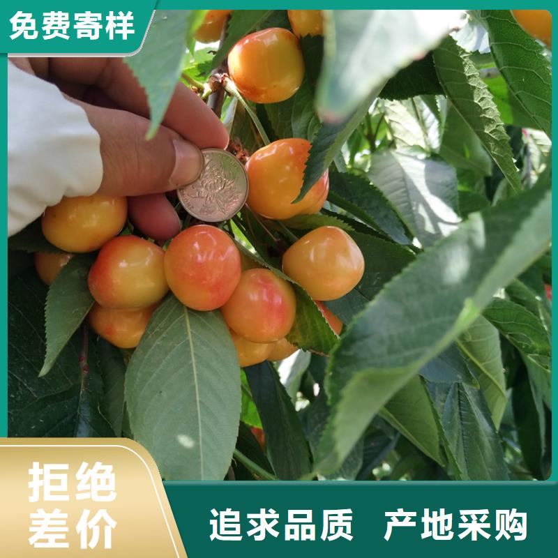 櫻桃-櫻桃苗閃電發(fā)貨