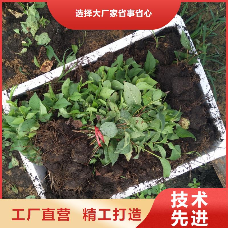 櫻桃【獼猴桃苗】好品質經得住考驗