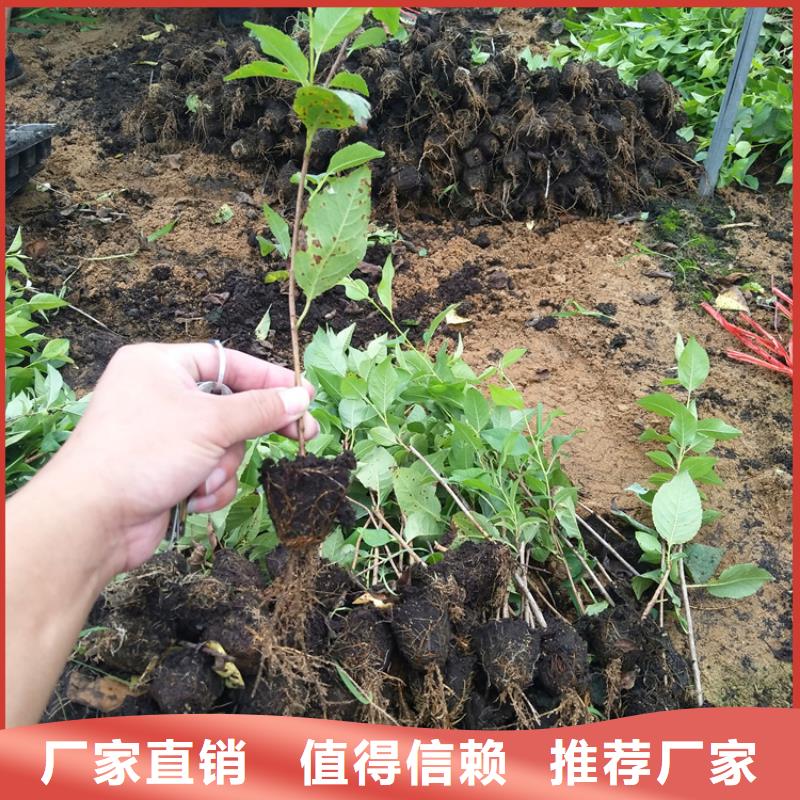 櫻桃【獼猴桃苗】好品質經得住考驗