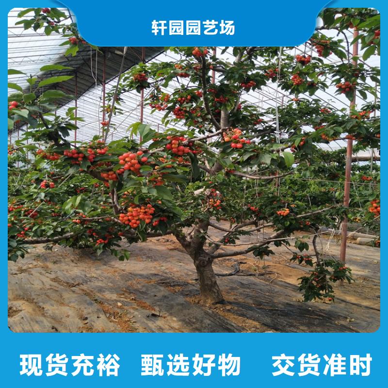 櫻桃蘋果苗可零售可批發