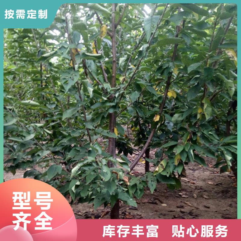 櫻桃櫻桃苗型號全價格低