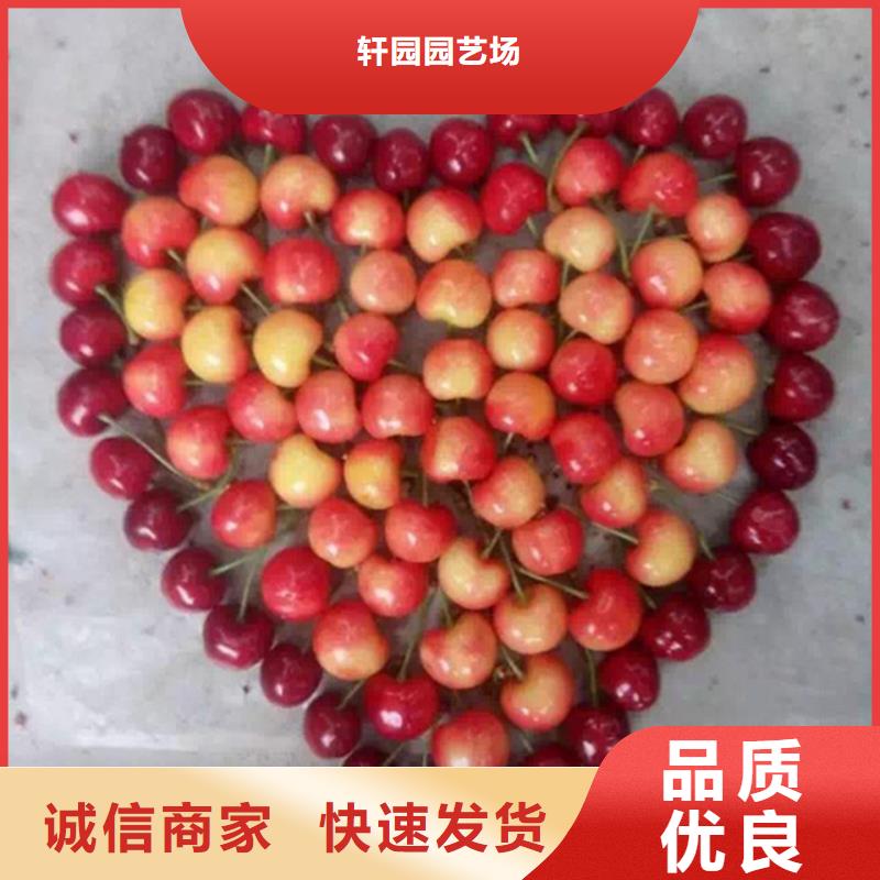 櫻桃【獼猴桃苗】好品質(zhì)經(jīng)得住考驗(yàn)