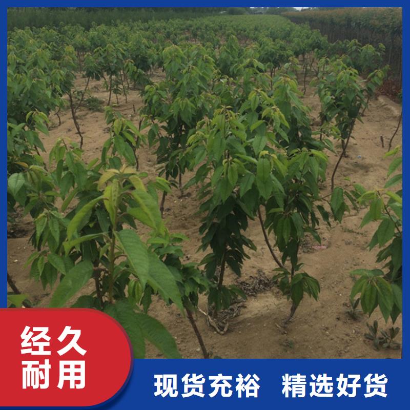 櫻桃-櫻桃苗閃電發(fā)貨