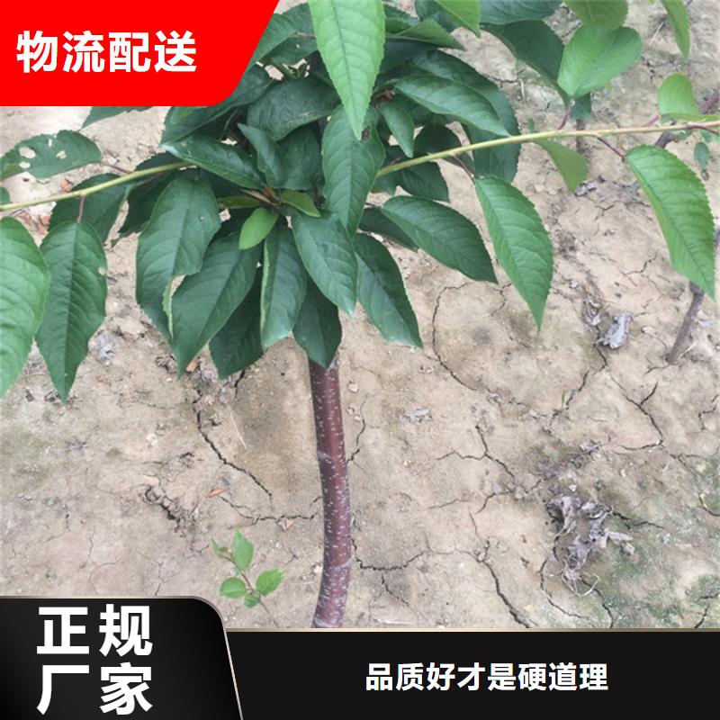 櫻桃葡萄苗一站式采購方便省心