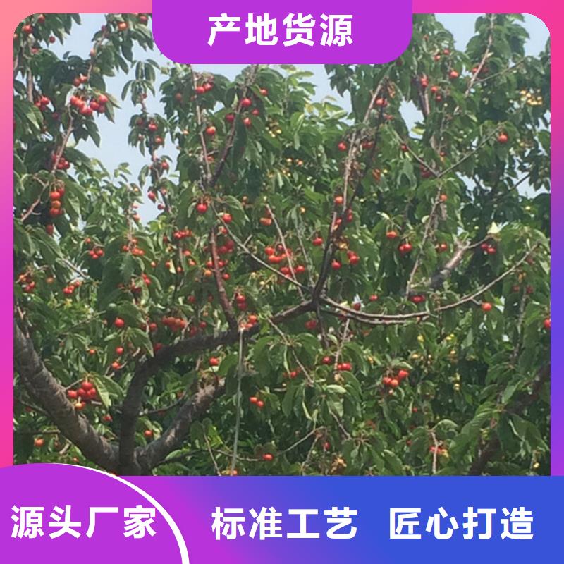 櫻桃蘋果苗可零售可批發
