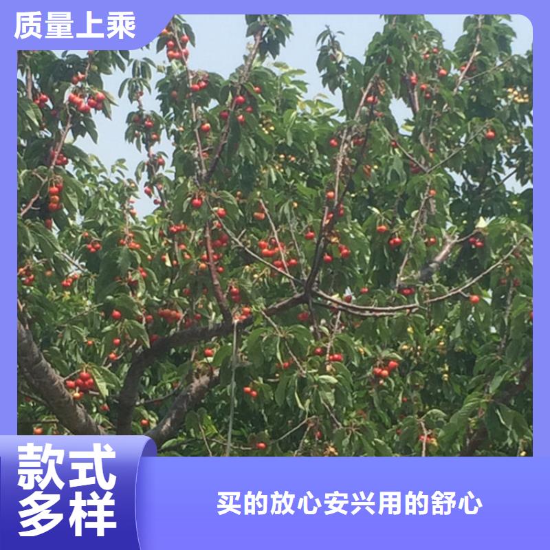 樱桃,无花果苗层层质检