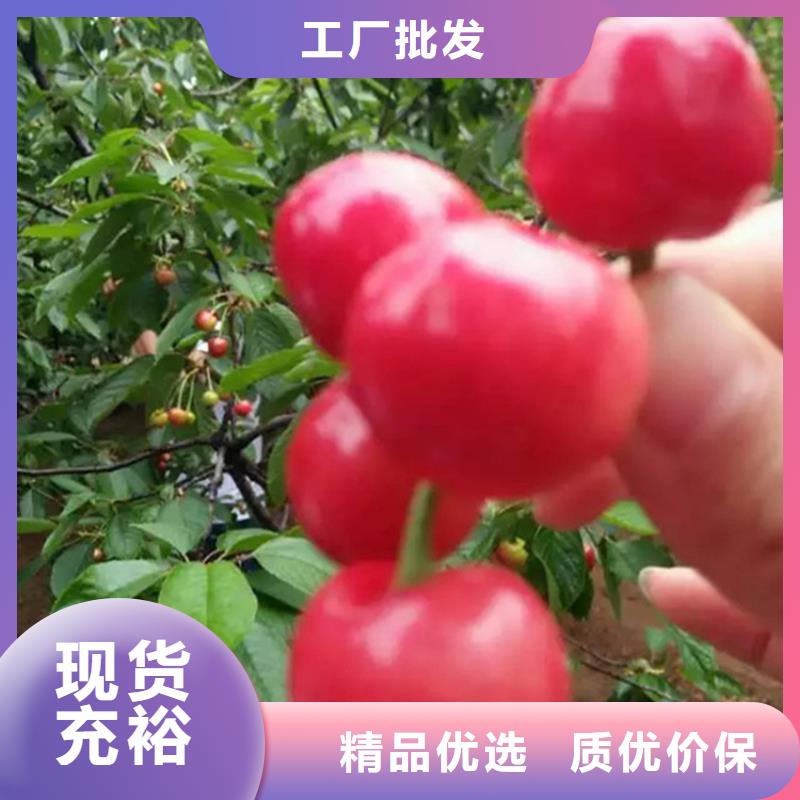 樱桃,无花果苗层层质检