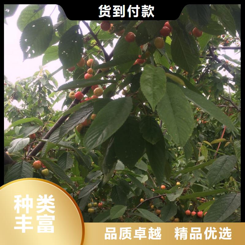 櫻桃桃樹苗層層質檢