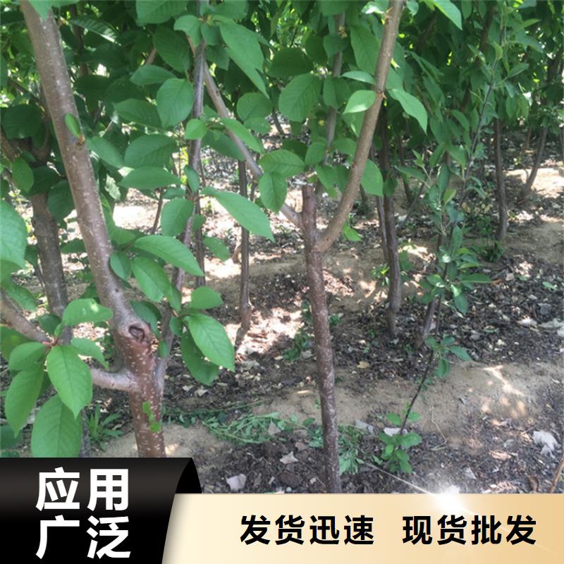 櫻桃葡萄苗一站式采購方便省心