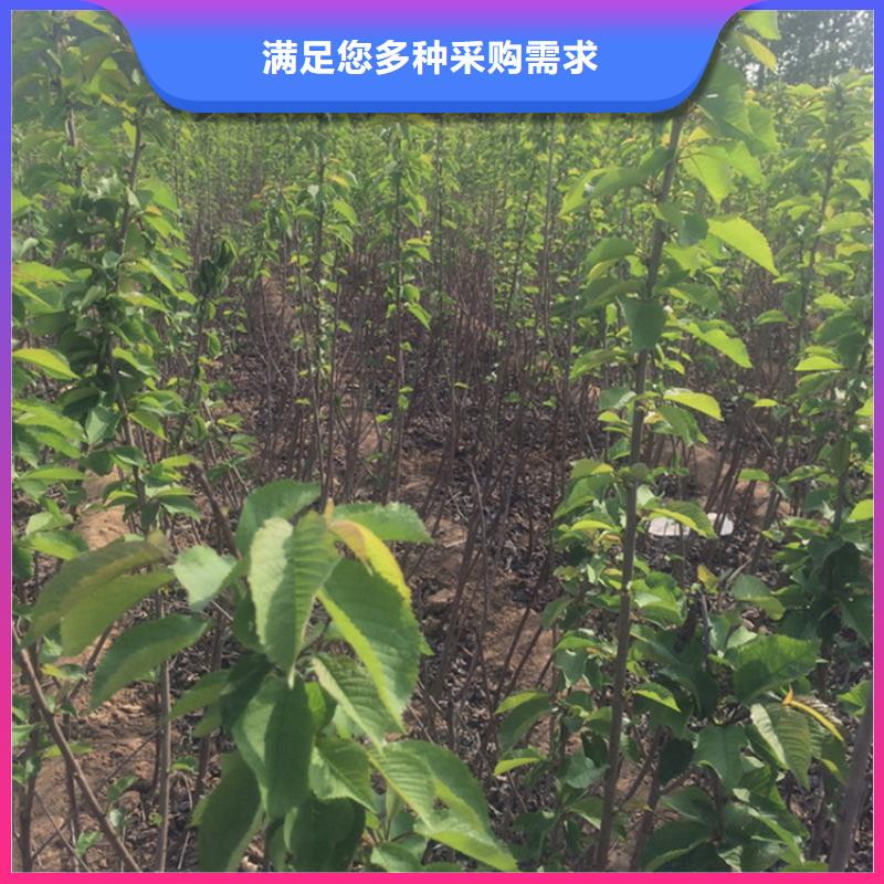 櫻桃【獼猴桃苗】好品質(zhì)經(jīng)得住考驗(yàn)