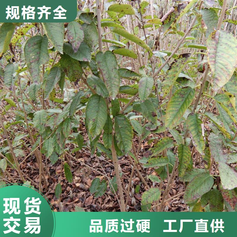 櫻桃櫻桃苗型號全價格低