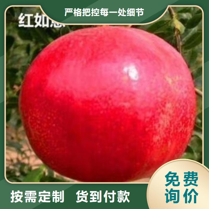 【石榴黃瓜苗就近發(fā)貨】