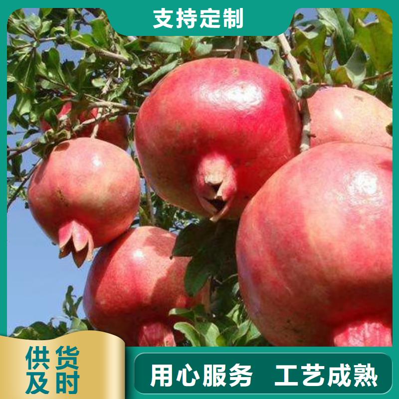 石榴櫻桃苗我們更專業