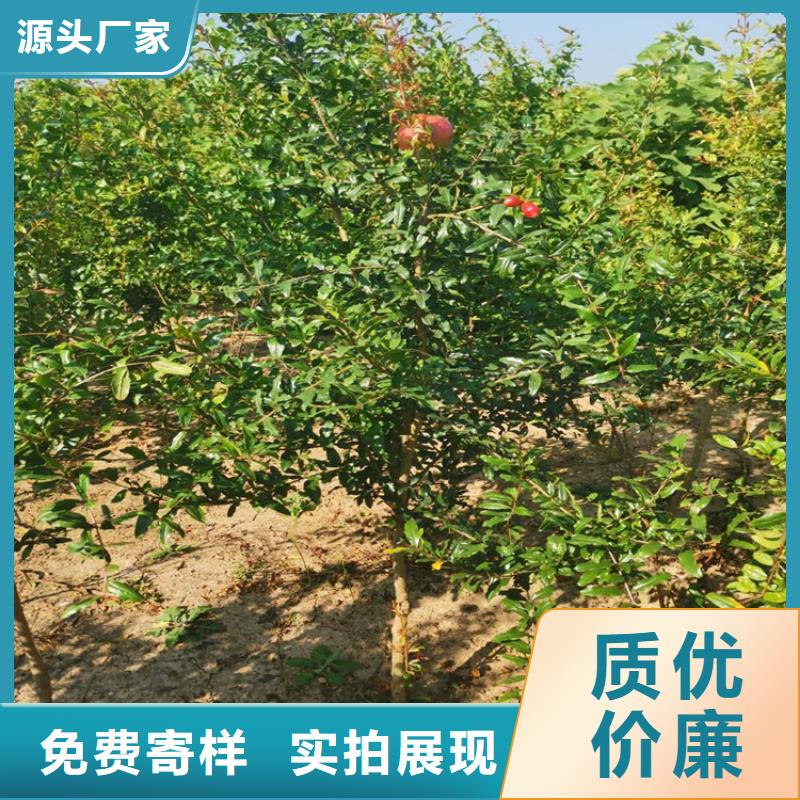 石榴梨樹苗生產廠家