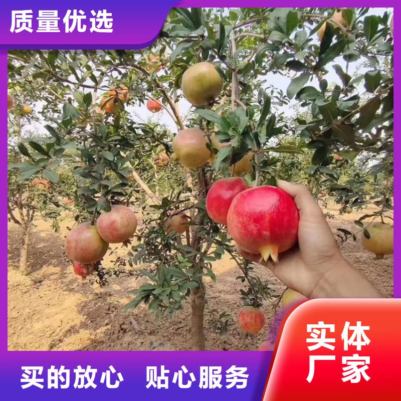 石榴梨樹苗以質量求生存