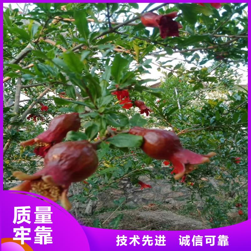 【石榴黃瓜苗就近發(fā)貨】