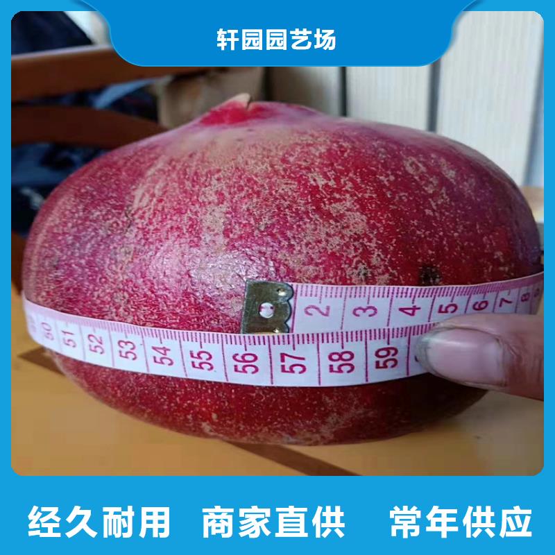 【石榴黃瓜苗就近發(fā)貨】