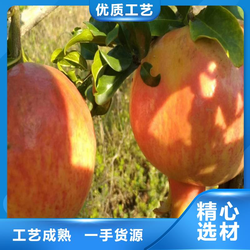 【石榴黃瓜苗就近發(fā)貨】