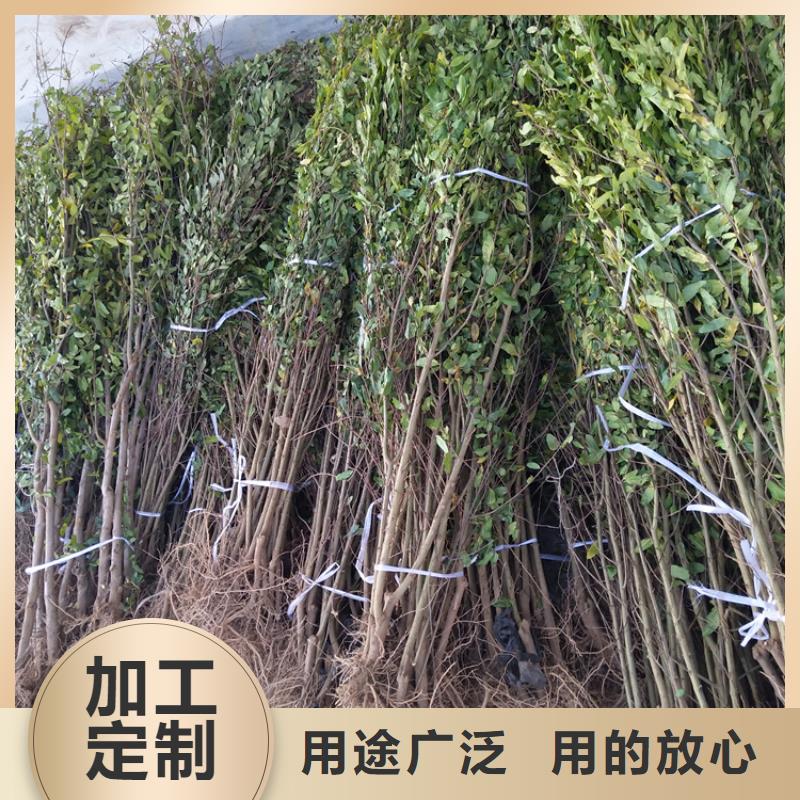 石榴苹果苗工厂采购