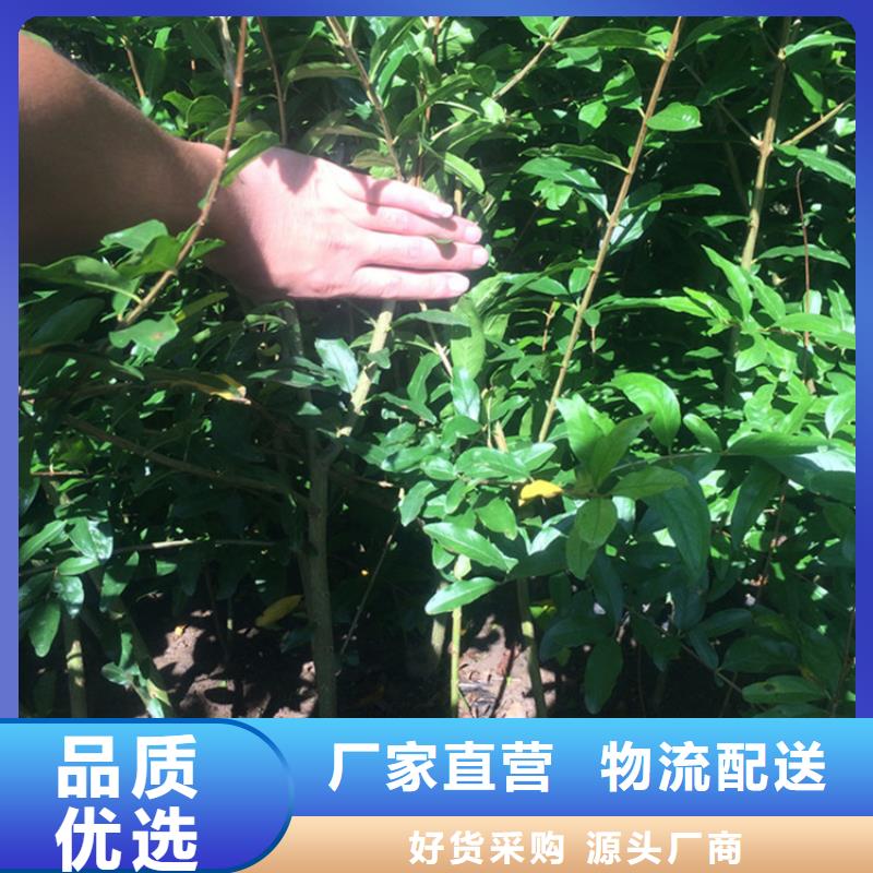 石榴苹果苗工厂采购