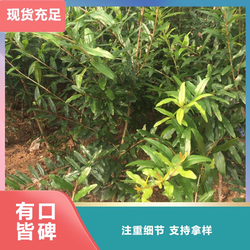 石榴梨樹苗以質量求生存