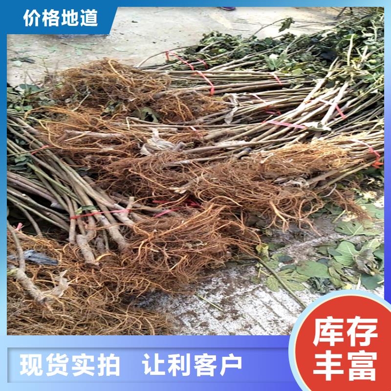 無花果梨樹苗敢與同行比服務