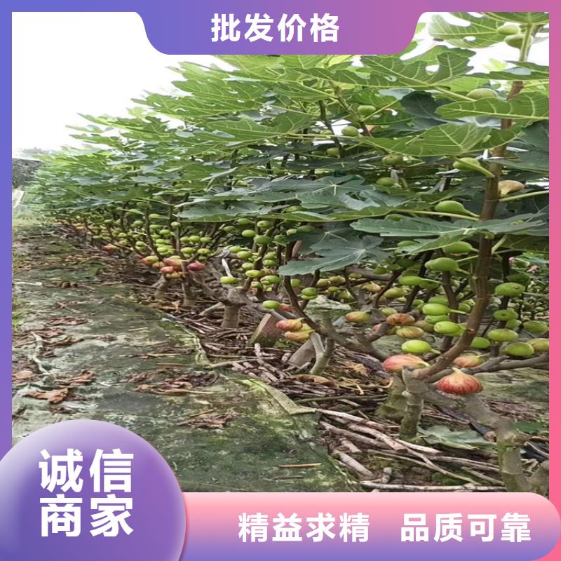 無花果-桃樹苗精工細致打造