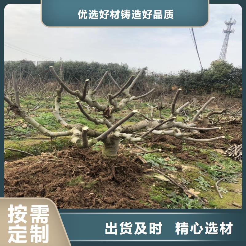 無花果3公分軟籽石榴苗物流配送
