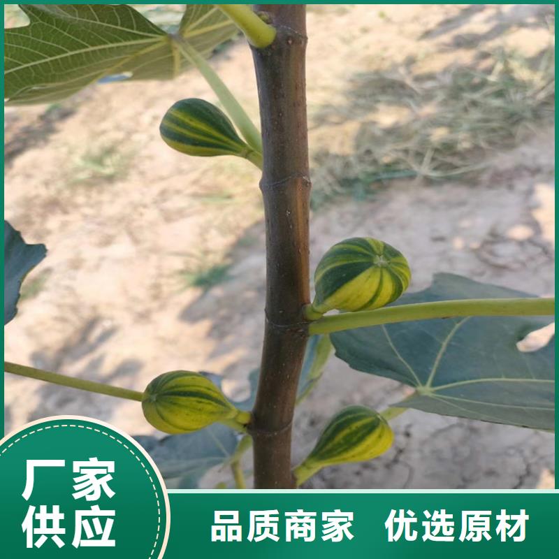 無花果,奶油草莓支持批發零售