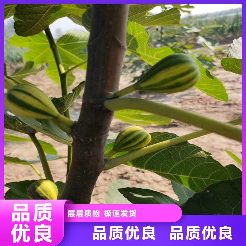 無花果,奶油草莓支持批發零售