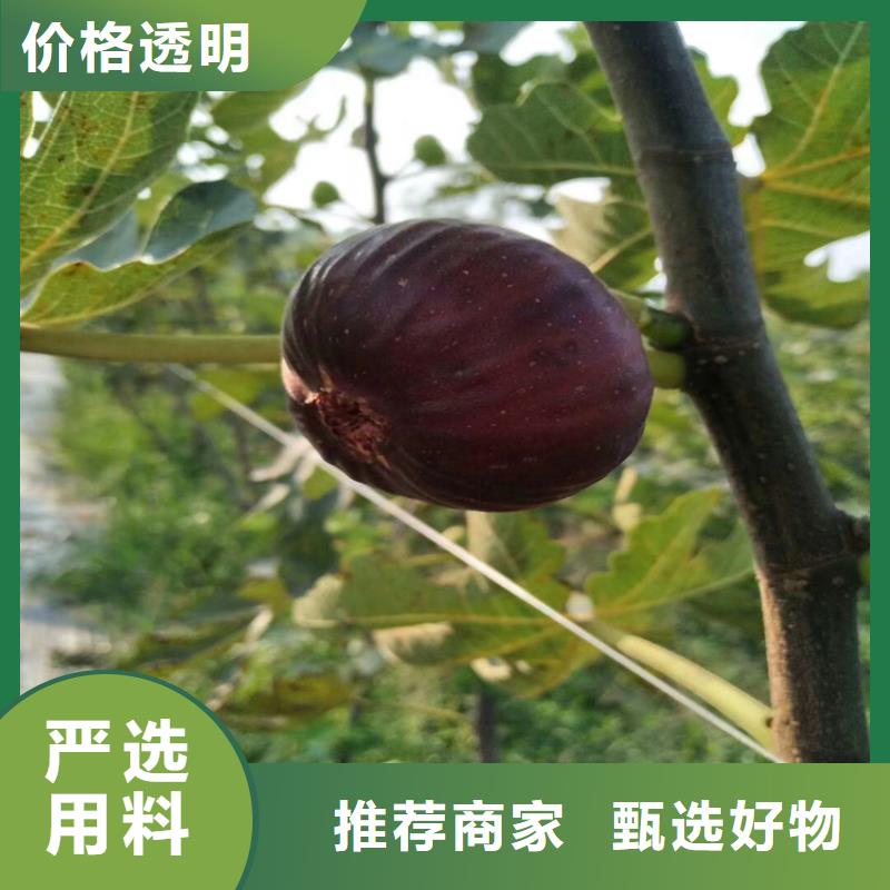 無花果-黃瓜苗好產品放心購