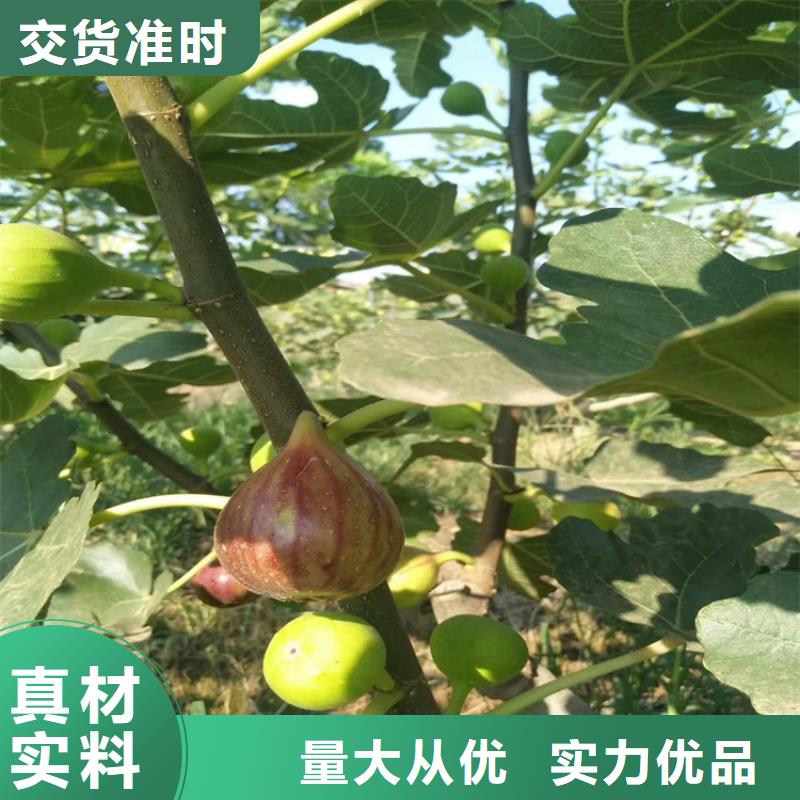 無花果3公分軟籽石榴苗物流配送