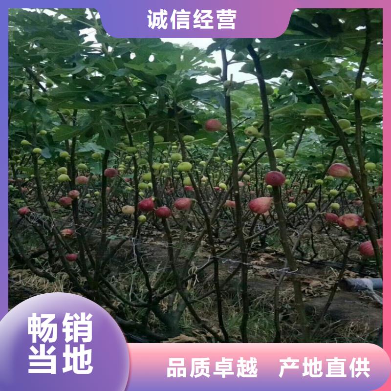 無花果北美冬青經久耐用