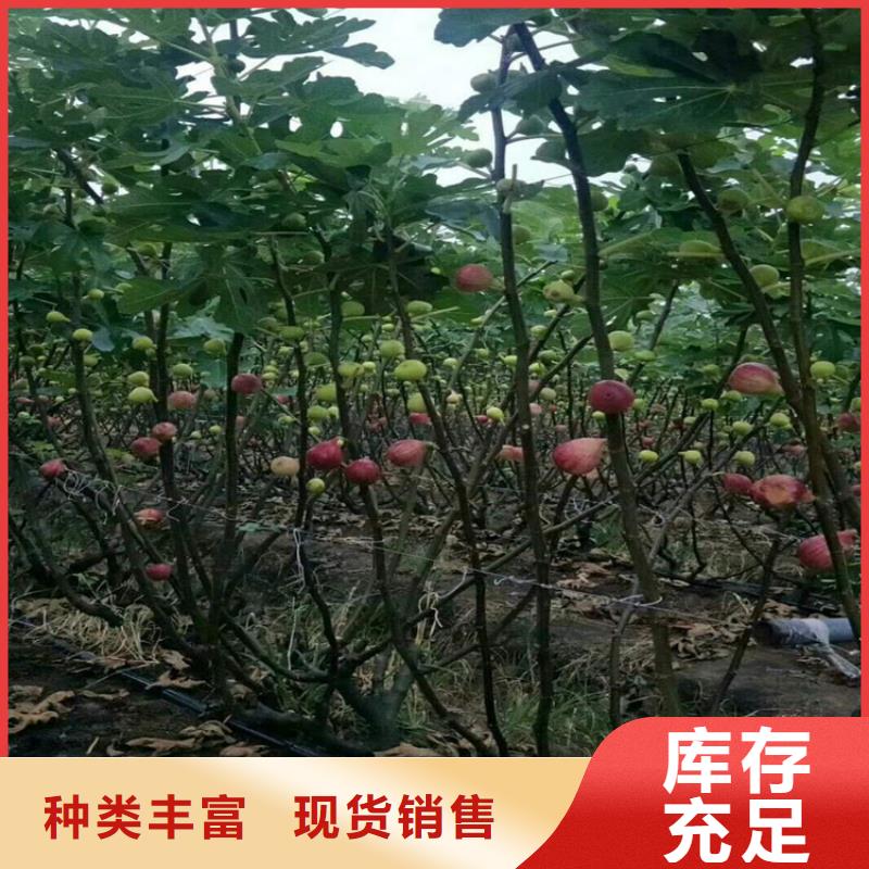【無花果】,【獼猴桃苗】實力大廠家
